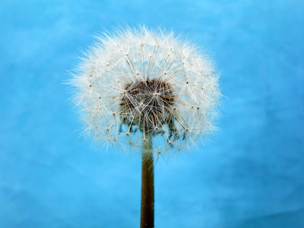 A photo taken with iPhone 17 features a closeup of a dandelion.