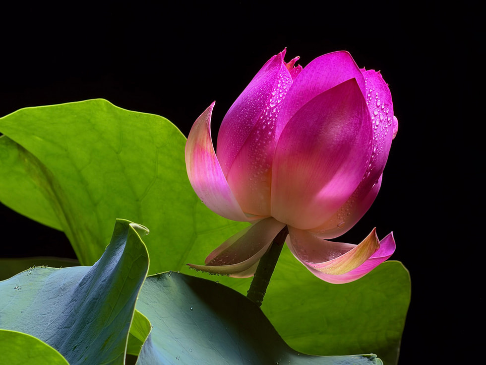 A detailed photo of a flower, shot on iPhone 17 Pro.